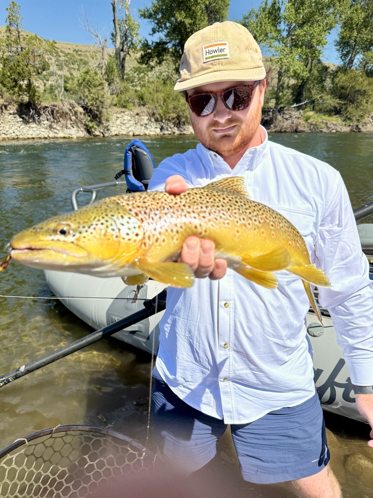 Gold bar brown trout — everywhere