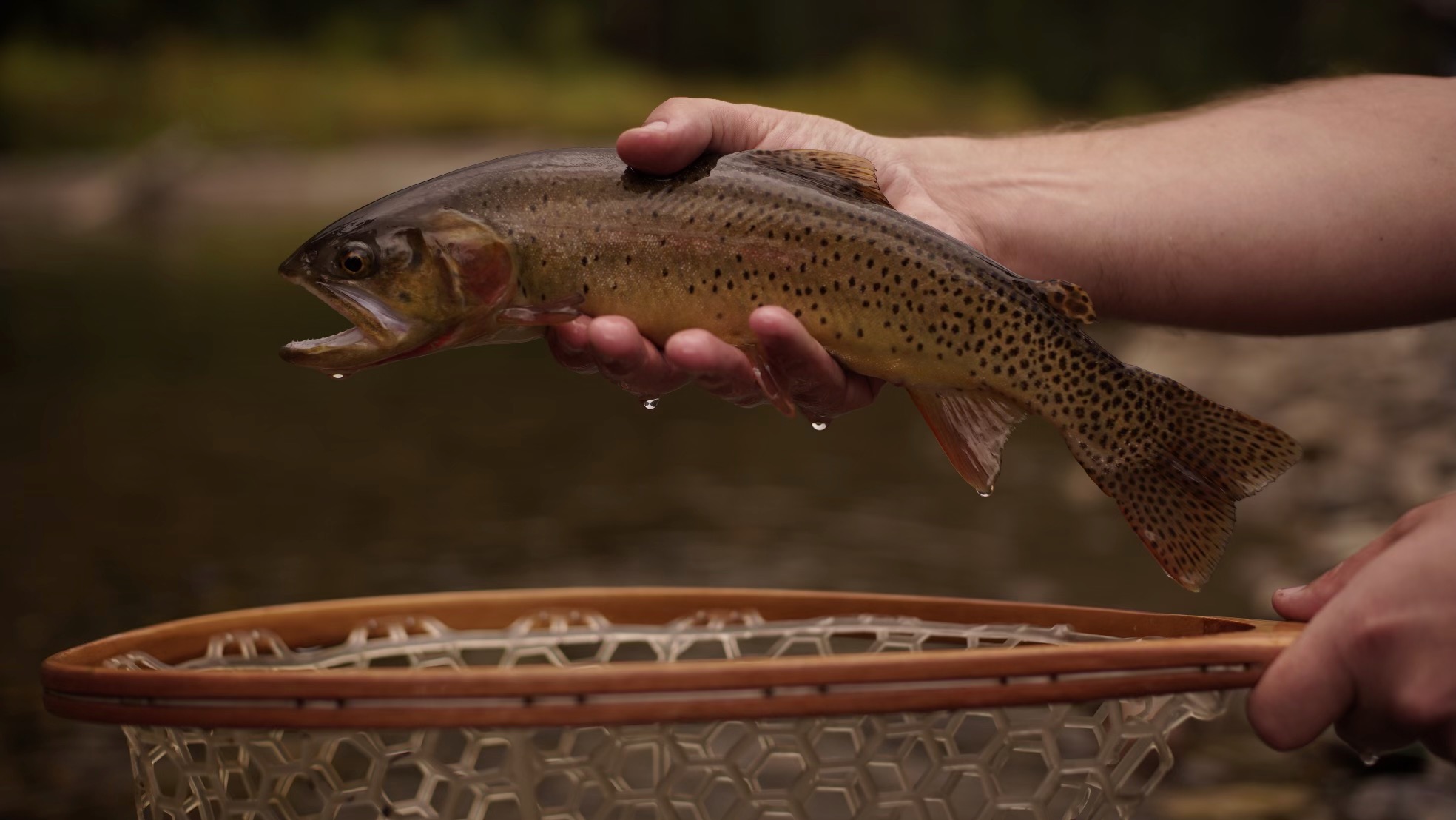 Cutthroat trout being released over a landing net