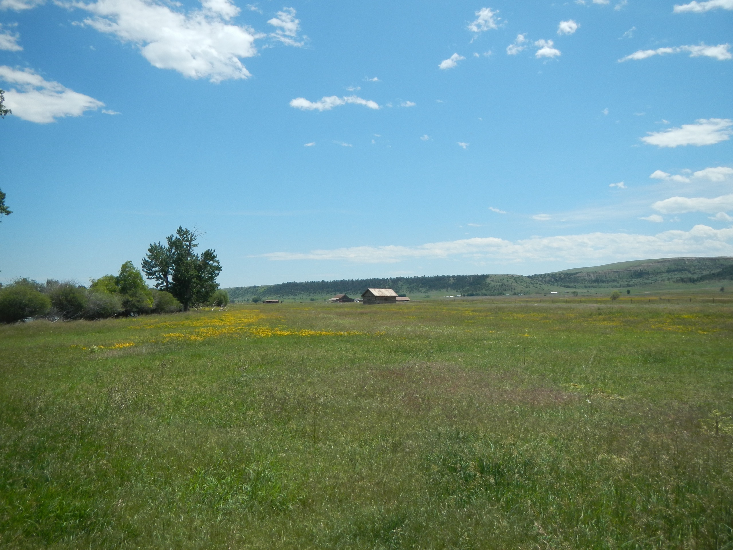 Ranch meadow with wildflowers and Montana sky