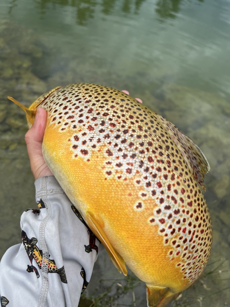 Large yellow-spotted brown trout from the spring creek