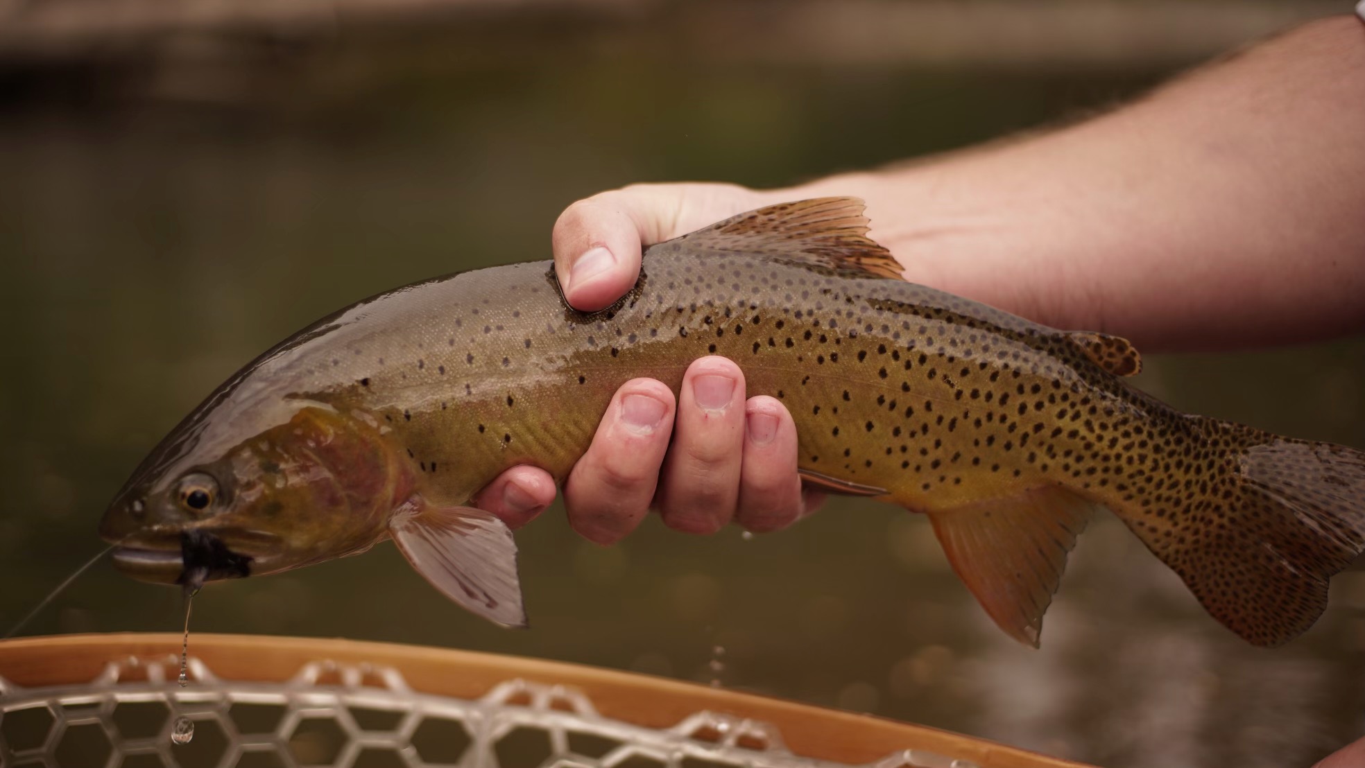 Cutthroat trout held over the net