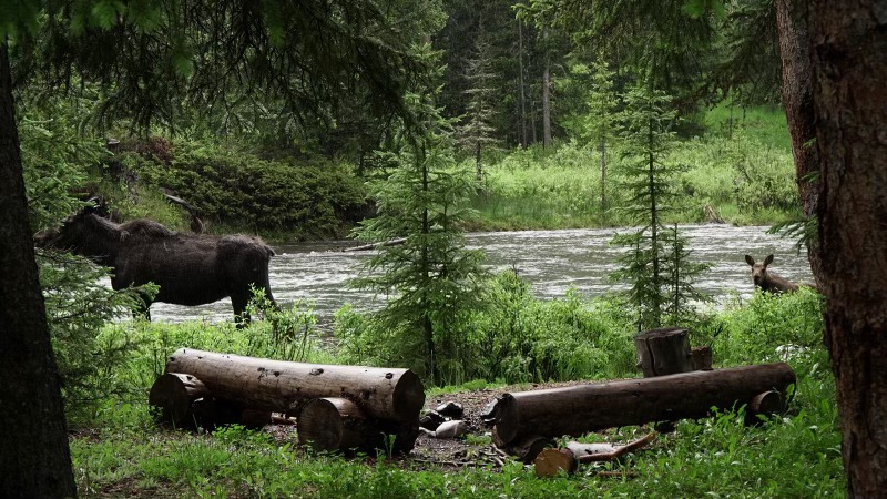 Moose along the forested riverbank