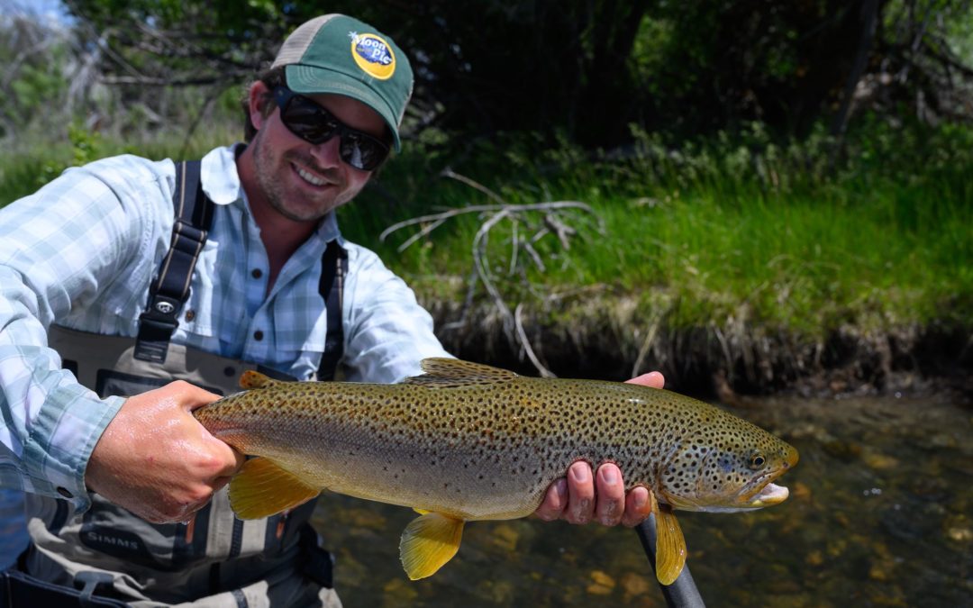 Guide with a beautiful brown trout on private water