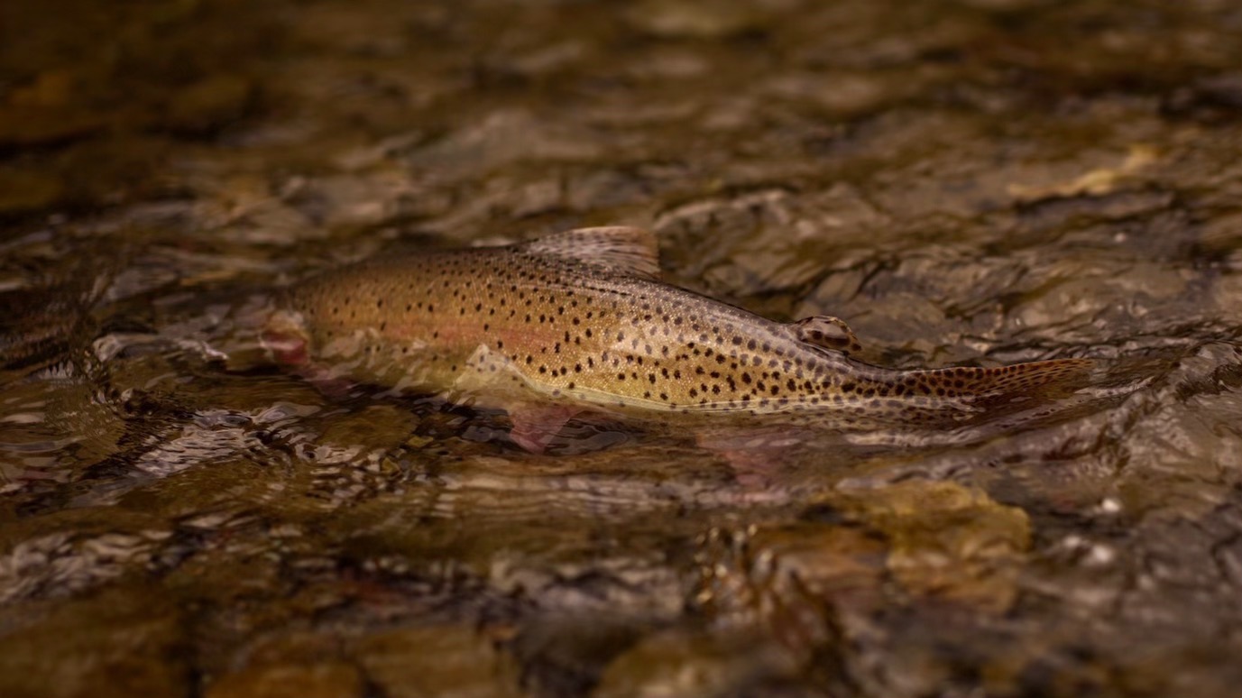 Cutthroat trout being released into a clear stream